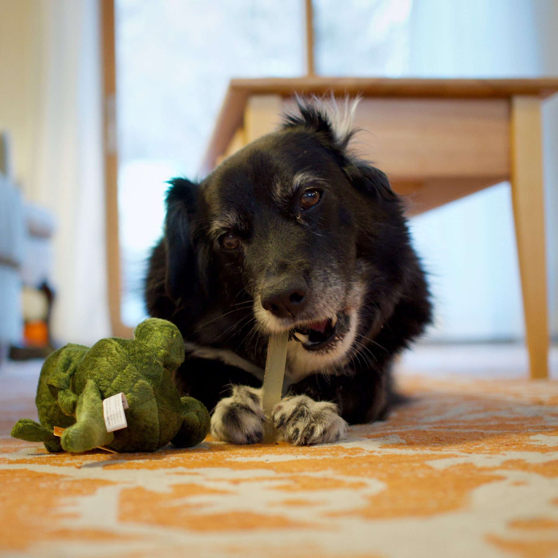 Dog chewing bone with a toy alligator.