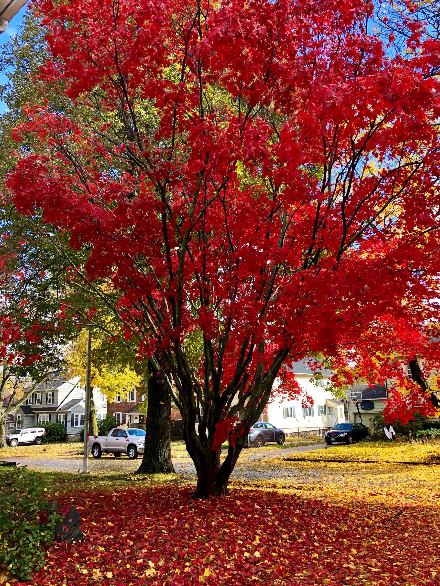 Japanese Maple in Fall.