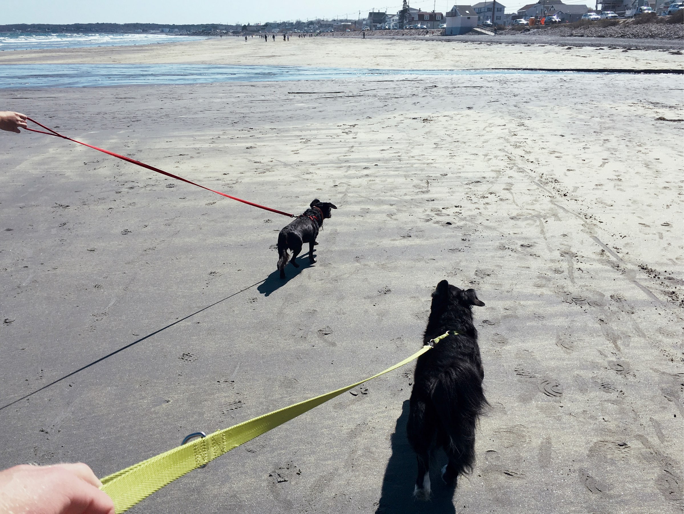 Two dogs on the beach.