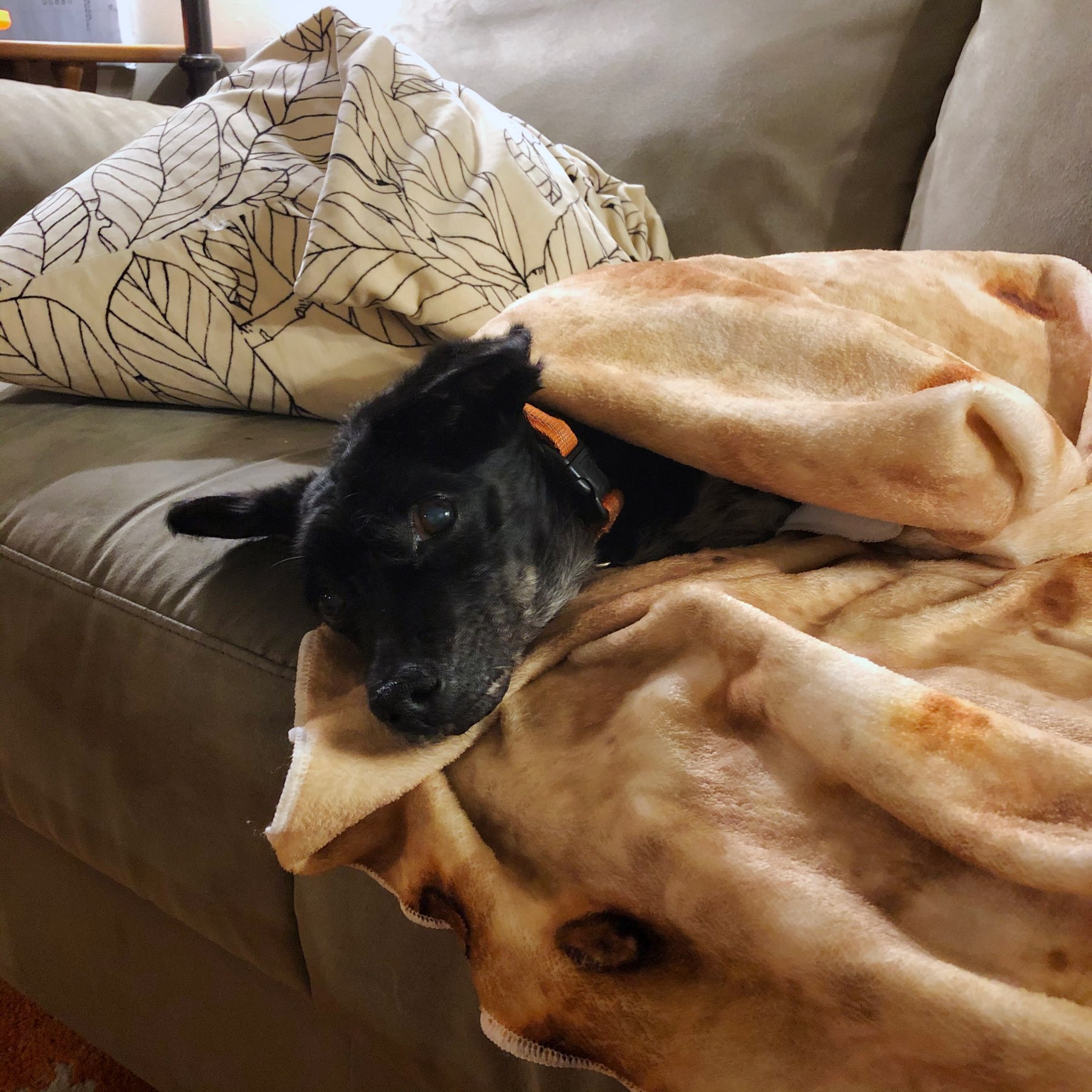 Dog in a blanket.